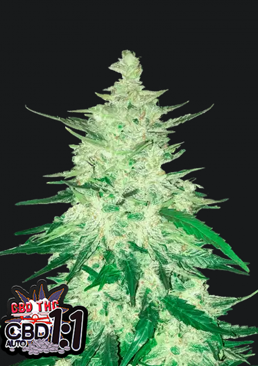 CBD Auto 1 1 (CBD Crack)-Cannabissamen Fast Buds.png